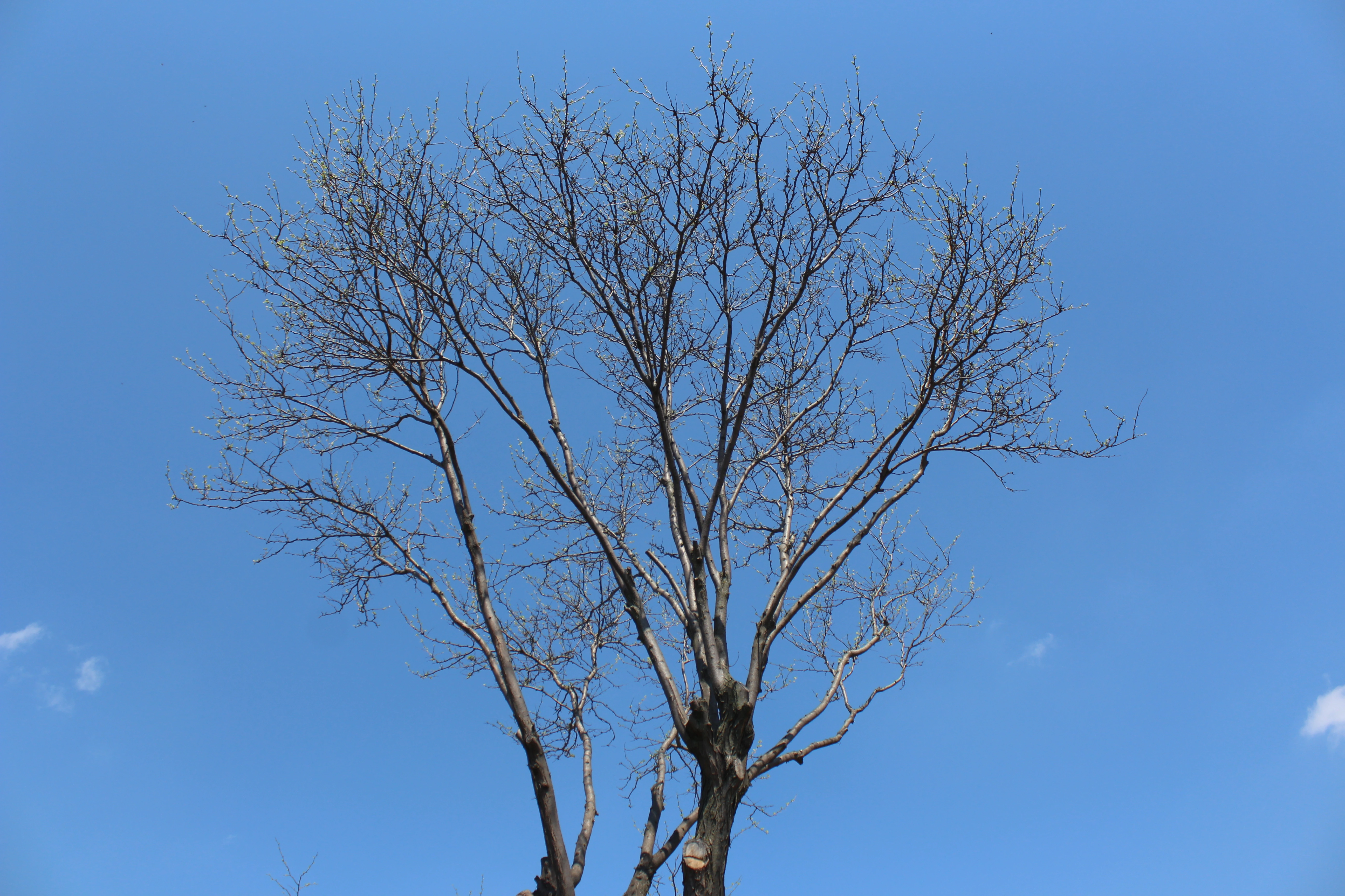 A bare tree just beginning to bud against a clean blue spring sky.