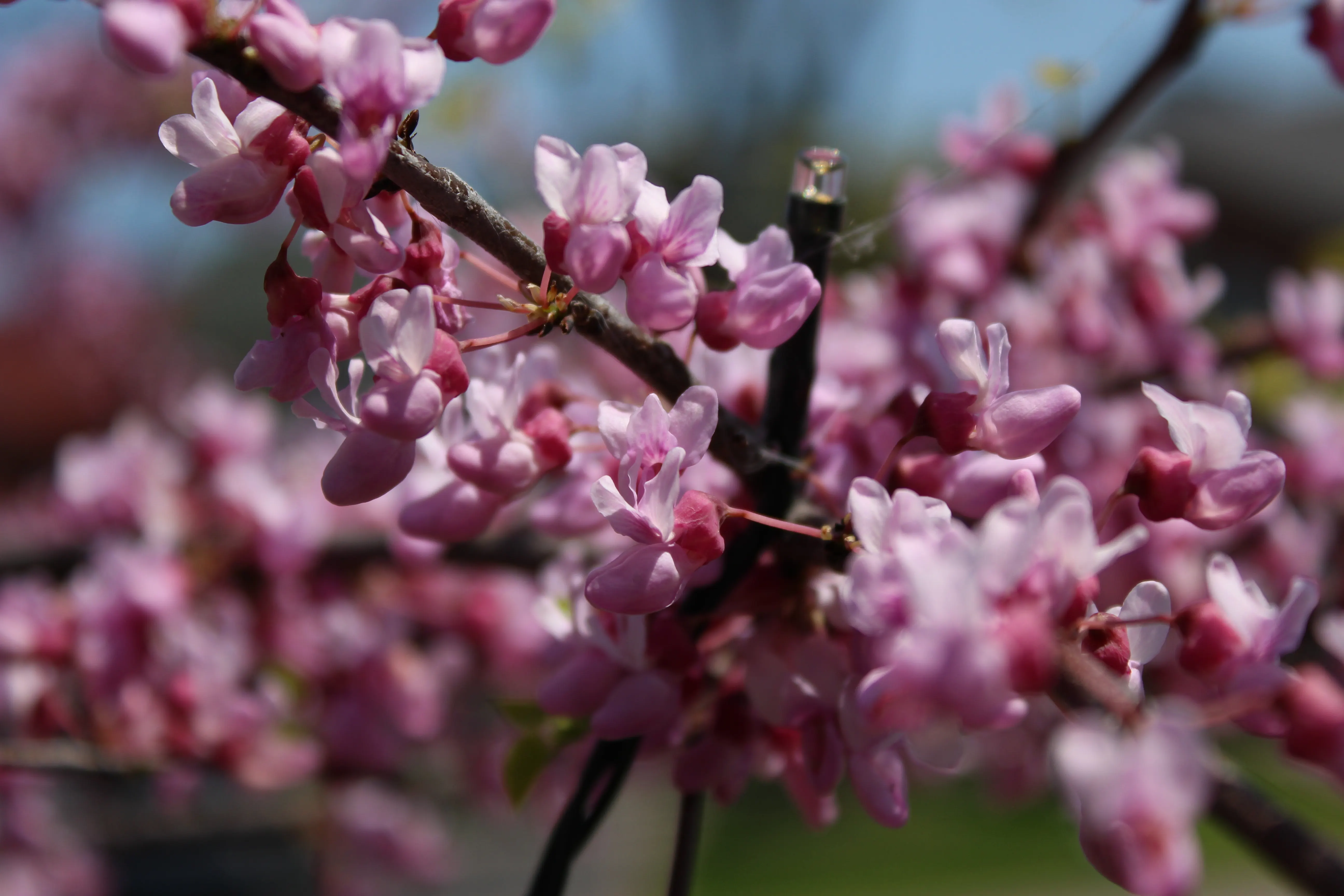 Close-up of pink redbud blossoms clustered along a dark branch in spring light.