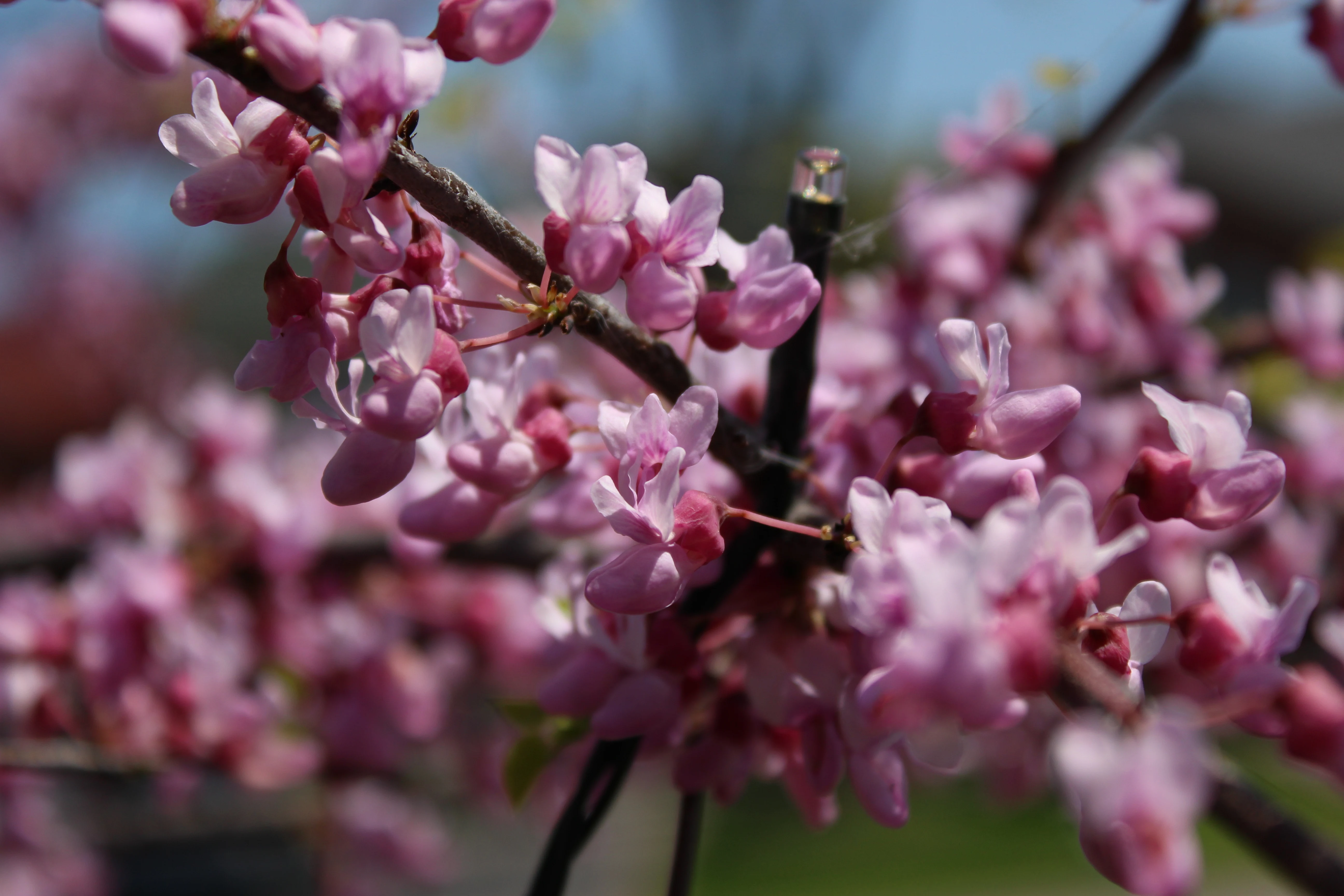 Close-up of pink redbud blossoms clustered along a dark branch in spring light.