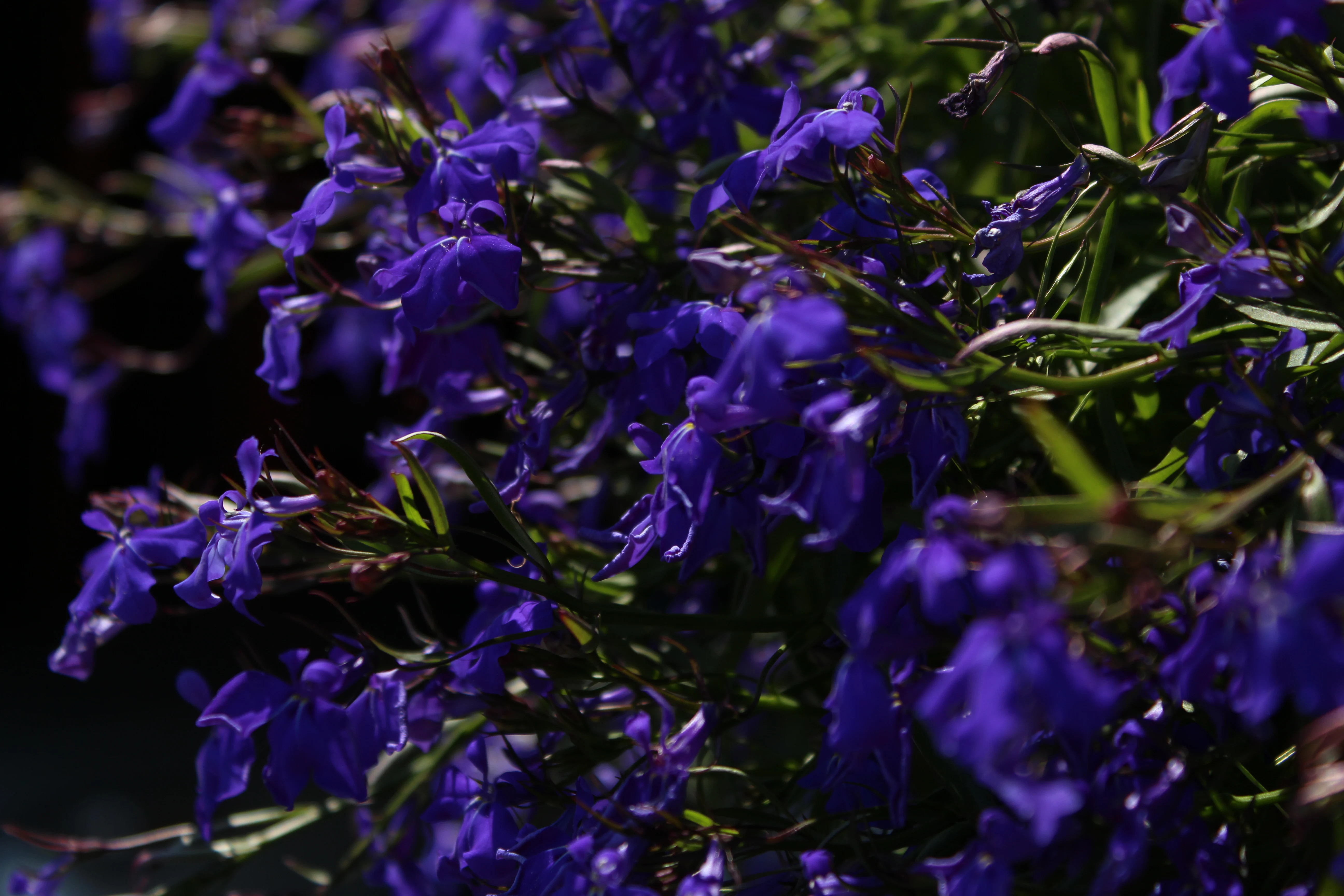 Deep violet lobelia flowers backlit against dark foliage.