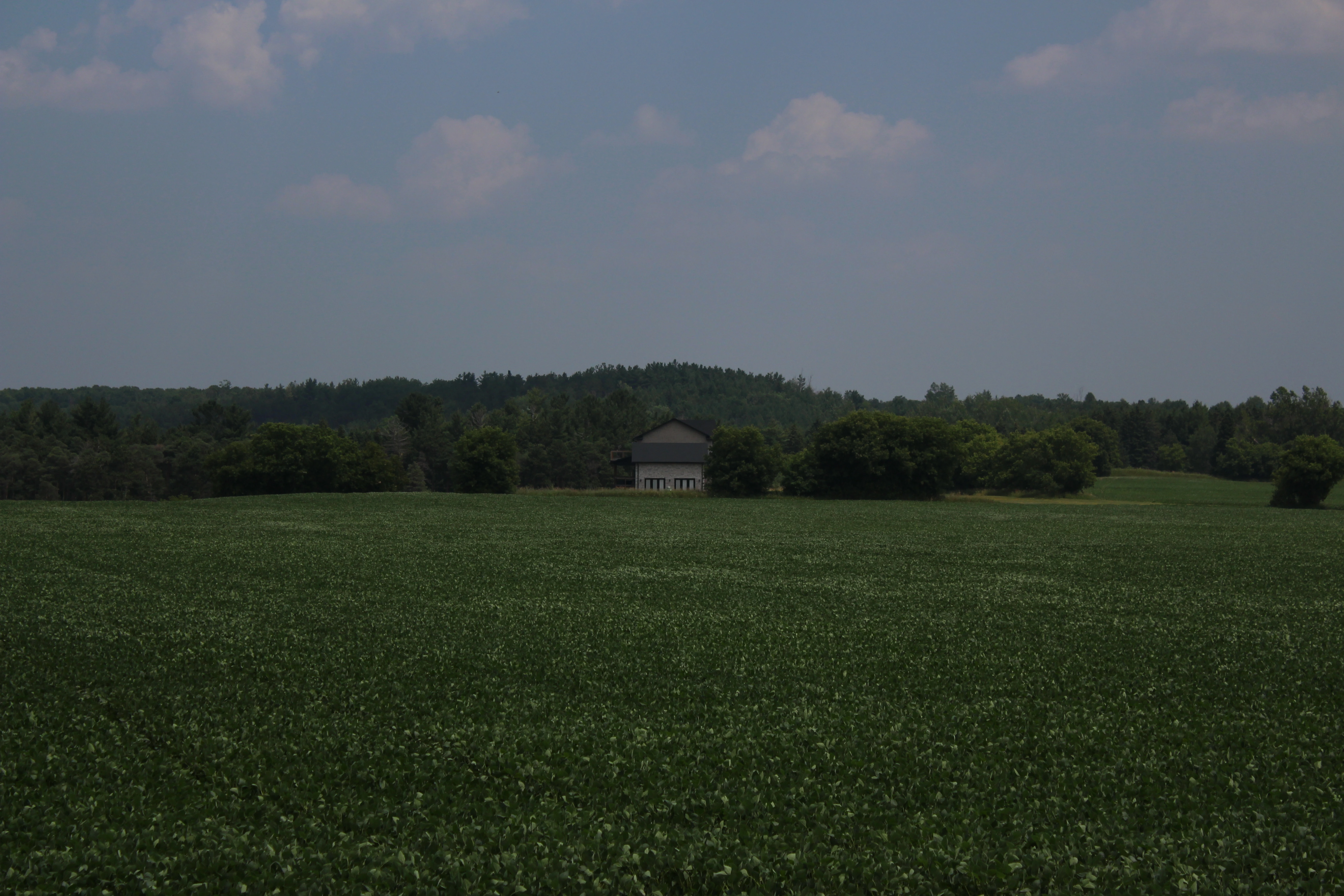 A distant farmhouse roof across a wide green field, treeline behind under a soft summer sky.