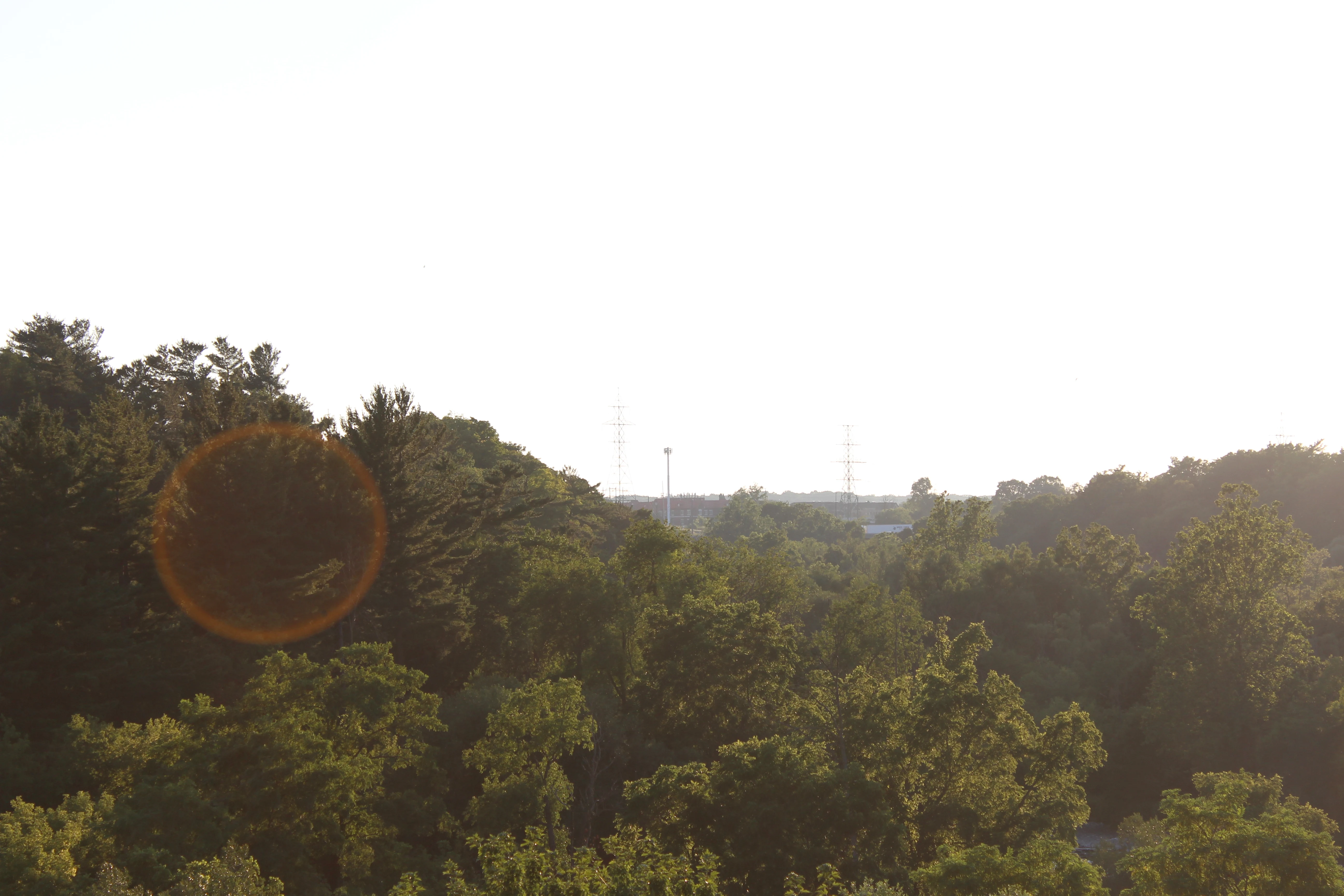 Treetops in late sunlight with an amber lens flare across the frame.