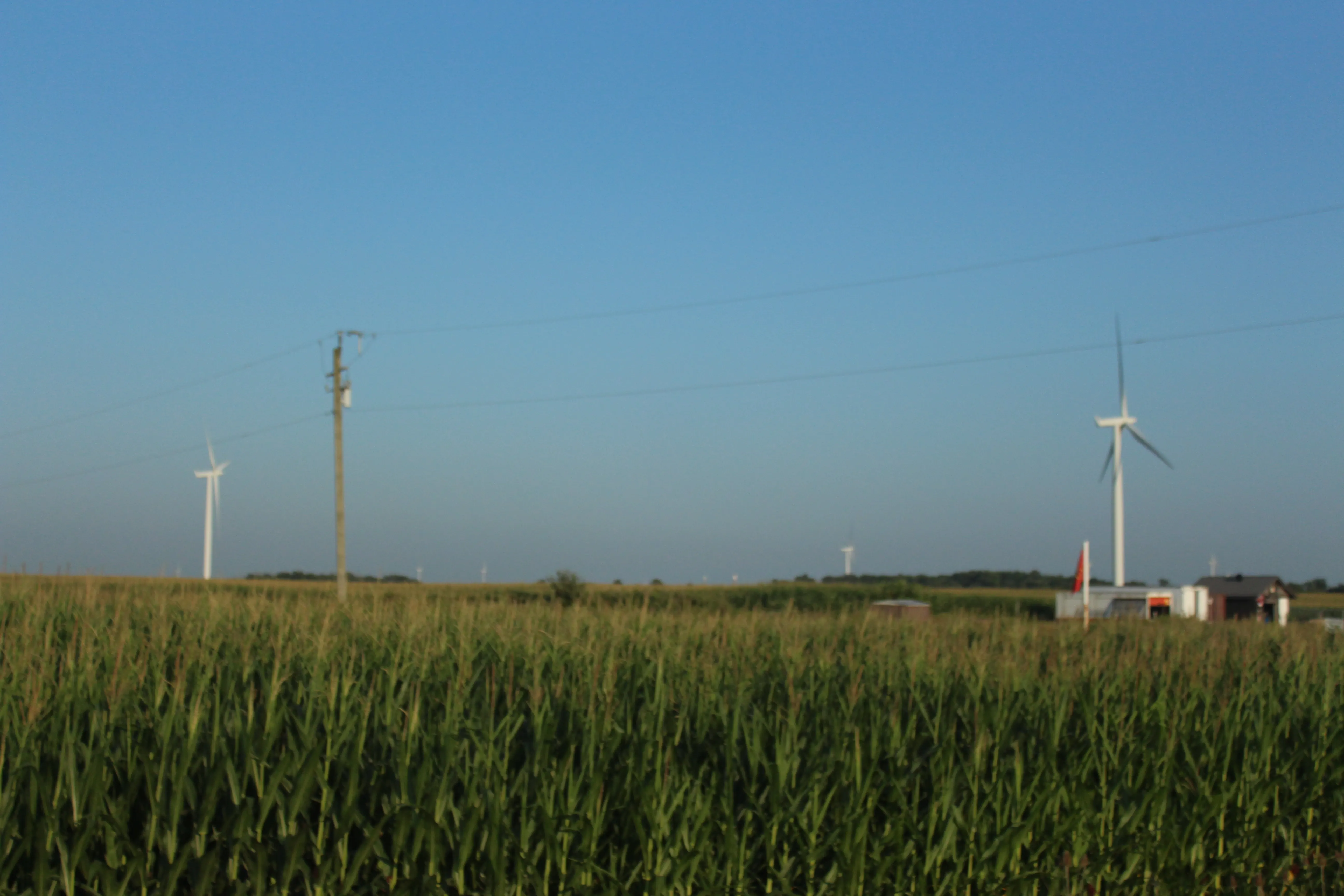 Wind turbines and a power line beyond a green cornfield under a clear blue sky.